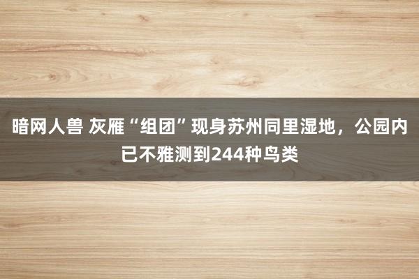 暗网人兽 灰雁“组团”现身苏州同里湿地，公园内已不雅测到244种鸟类